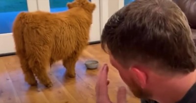 Husband’s Hilarious Change of Heart When Wife Brings Cows Indoors