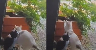 Cat Adorably Sees Kids Off to School Every Morning