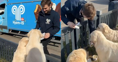 Trio of Adorable Pups Excitedly Await the Ice Cream Truck