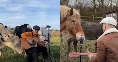 Animals Gather to Enjoy This Man’s Beautiful Music
