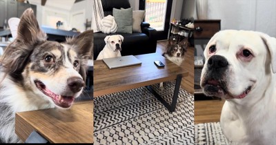 Dogs Hysterically Sabotage Their Owner’s Phone Interview
