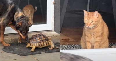 Cat Seeing a Tortoise for the First Time has Its Mind Blown