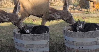 This Deer and Cat’s Unexpected Interaction Is the Sweetest Thing You'll See Today