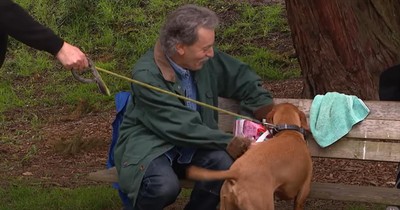 All He Wanted for His Birthday was to Pet Dogs—And It was Paw-some