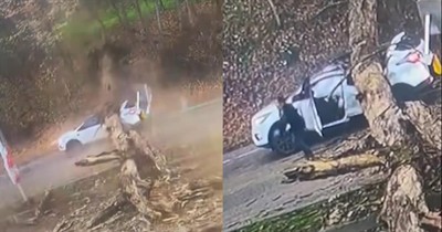 Woman Miraculously Walks Away After Tree Crashes Down on Her Car