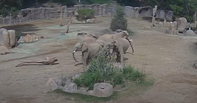 Elephants Instinctively Protect Young in Heartwarming Earthquake Response