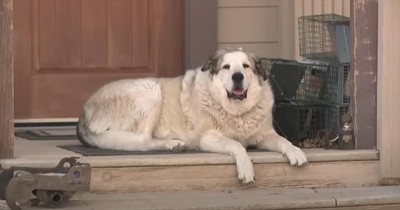 Heroic Canine Saves the Day by Finding Lost Child in Arizona