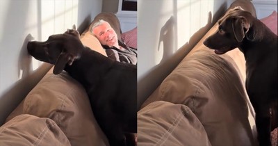 This Pup Takes on Its Shadow in the Cutest Showdown Ever