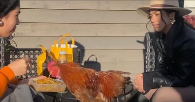 Rooster Has the Funniest (and Cutest) Reaction to His Owner