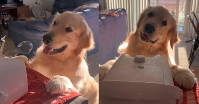 This Pup’s Reaction to Bubbles Is the Cutest Thing You’ll See Today