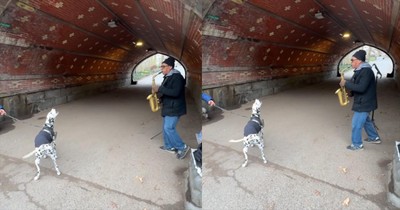 This Pup Joined a Saxophonist, and It’s the Cutest Jam Session Ever