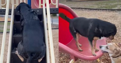 Dog Takes a Turn on the Slide, and It’s the Cutest Thing You’ll See Today