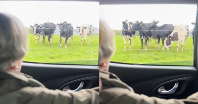 Grandmother's Strange Cow Call Actually Works, and the Herd Comes Running