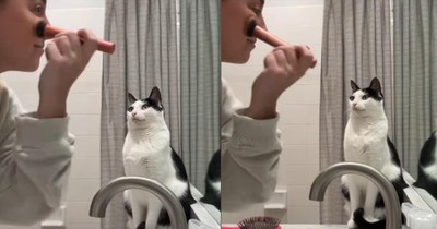 Cat Joins Owner in Getting Ready for the Day in the Funniest Way