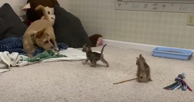 This Pup’s Reaction to Kittens Is Equal Parts Hilarious and Heart-Melting