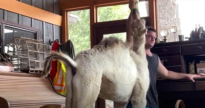 This Man and His Camel’s Relationship Is Comedy Gold