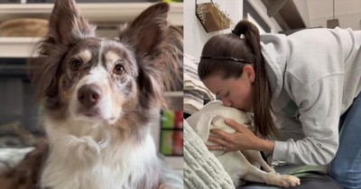 Pup Basks in Post-Vet Attention While Sibling Hilariously Looks On