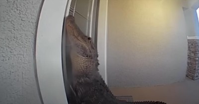 Massive Alligators Caught Trying to Enter Florida Homes