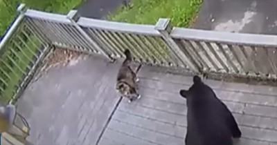 Fearless Feline Stands Its Ground — and Sends Bears Running