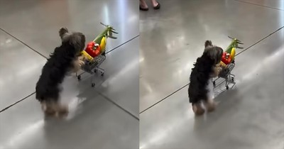 Grocery Shopping Goes Adorable Thanks to This Cart-Pushing Pup