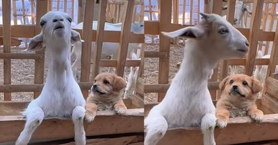 This Puppy and Goat’s Bond Is the Cutest Thing You’ll See Today