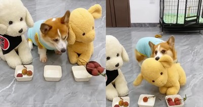 This Pup’s Adorable Temper Tantrum Will Have You Laughing Out Loud