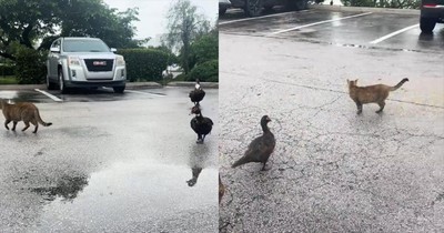 Woman Calls Out to Lone Cat and Then This Happened