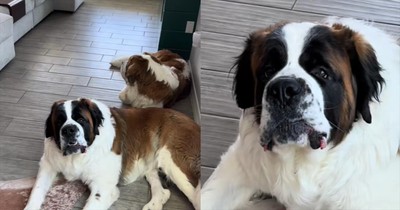 Dog Can’t Handle This Band and Its Reaction Is Comedy Gold