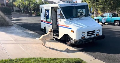 Pup’s Tail-Wagging Joy as Mail Truck Arrives Is the Cutest Thing