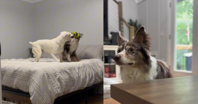 These Dogs Thought They Heard Something Wonderful… But Reality Hit Hard