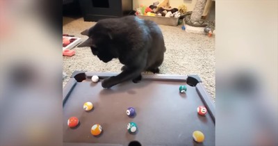 Woman Wasn’t a Cat Person Until She Met This Cat
