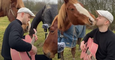 Man Serenades Horses with Beatles Song and Their Response Is Priceless