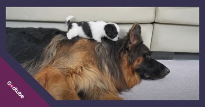 Puppy Meets German Shepherd for the First Time and It’s Pure Cuteness