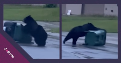 This Bear’s Quest for Snacks Turns into a Tussle with a Trash Can