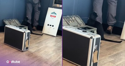 Cat Makes Its Feelings Very Clear to the Plumber in Hilarious Moment