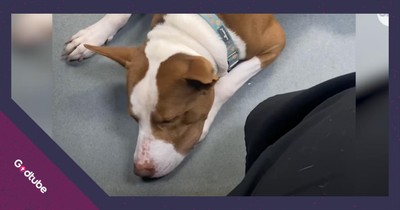 Dog’s Unusual Reaction to Excitement Has Everyone Smiling