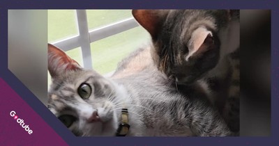 Reluctant Pet Owner and Cat's Heartwarming Friendship Is Too Cute