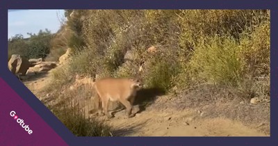 Hiker’s Frightening Run-In With Wild Animal Caught on Camera