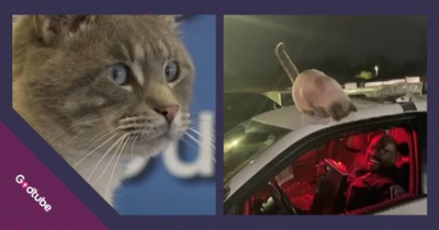 Sweet Cat Joins Police Force and Wins Hearts