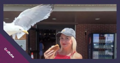You Won’t Believe What This Seagull Did, and It’s Absolutely Hysterical