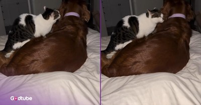 When This Cat Saw a Frightened Dog, Its Response Was Pure Love
