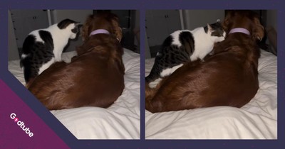 When This Cat Saw a Frightened Dog, Its Response Was Pure Love