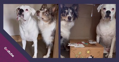 These Clever Dogs Built a Fort and Their ‘Security System’ Is Comedy Gold