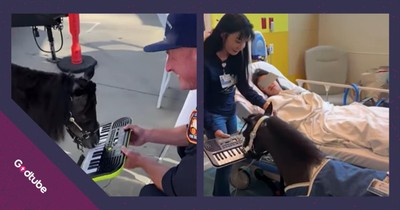 Woman and Her Team of Mini Horses Lifts Spirits in Hospitals