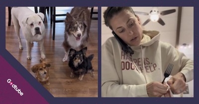 Sneaky Pups Trick Their Human for a Second Dinner, and It’s Comedy Gold