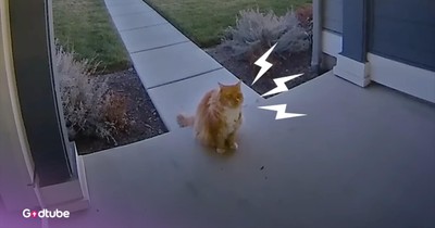 Neighborhood Cat Won’t Stop Visiting This Woman’s House, and It's The Sweetest Thing