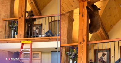 Police Called to Deal with Unexpected Home Intruder: A Bear