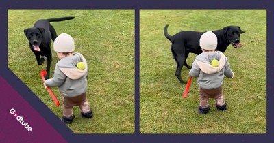 Dog and Toddler’s Playtime Turns into Unexpected Comedy Gold