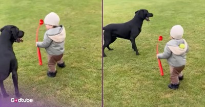 Dog and Toddler’s Playtime Turns into Unexpected Comedy Gold