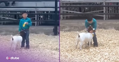 Young Man’s Adorable Move at Goat Show Wins Hearts